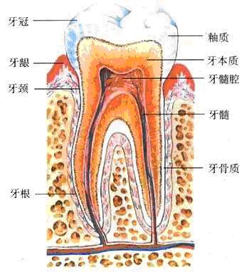 牙齿纵面解剖图